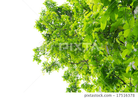 Green forest tree Green forest tree 17516378