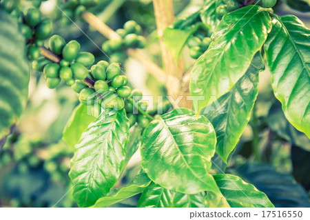 Coffee beans on the branch ( Filtered image processed vintage e 17516550