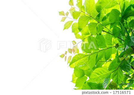 Fresh green leaves 17516571