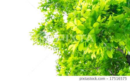 Fresh green leaves Fresh green leaves 17516575