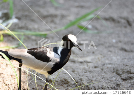 Black-tailed gull 17516648