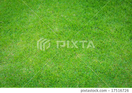 Fresh spring green grass Fresh spring green grass 17516726