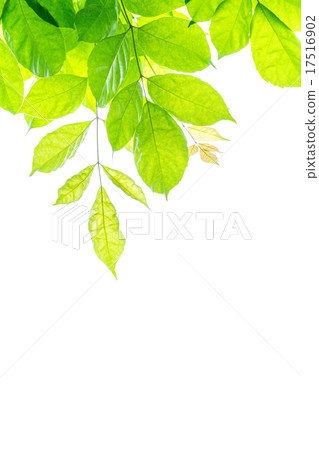 Fresh green leaves 17516902