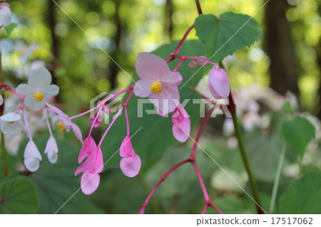 Mountain wild grass Mountain wild grass 17517062