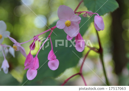 Mountain wild grass Mountain wild grass 17517063