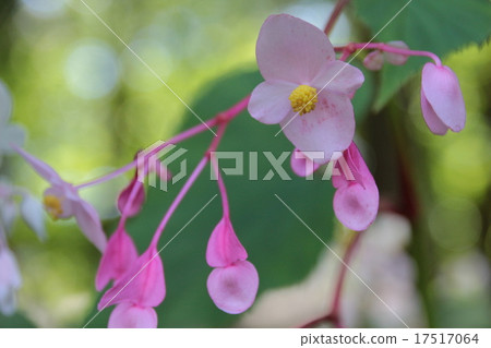 Mountain wild grass Mountain wild grass 17517064