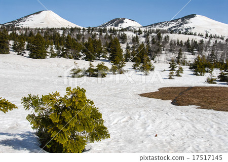 Snow melting water lily field Snow melting water lily field 17517145
