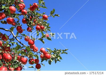 Apples that turned red Apples that turned red 17517214