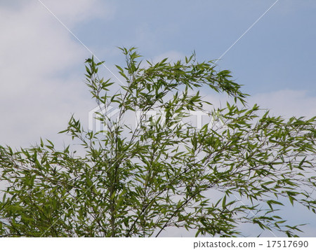 竹葉Sarasara 17517690