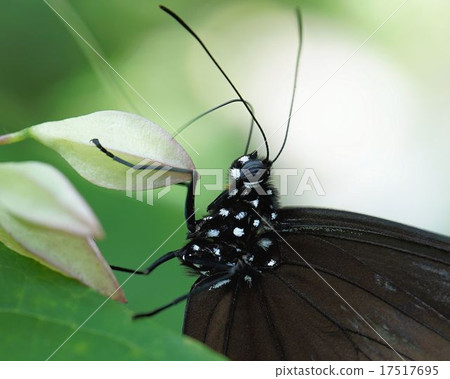 Tsumura Maki Madara 17517695