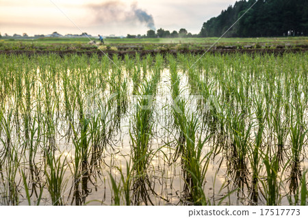 Morning paddy field - Japan Morning paddy field - Japan 17517773