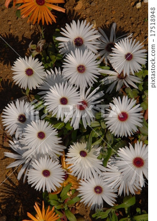 Livingston Daisy 17518948