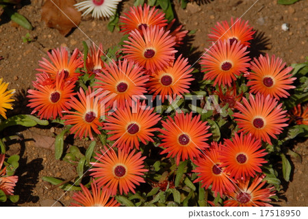 Livingston Daisy Livingston Daisy 17518950