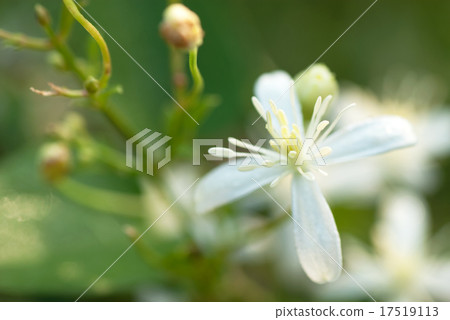 Clematis sinensis 17519113