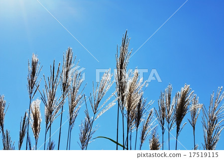 Susumi 2015.9.15-1 Susumi 2015.9.15-1 17519115