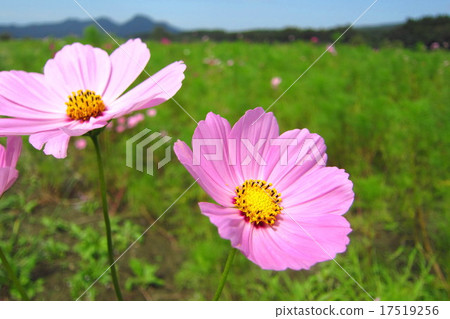 Cosmos blooming landscape Cosmos blooming landscape 17519256