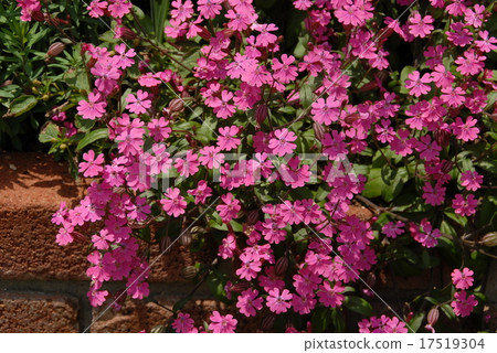 Cirene / Penjula 17519304