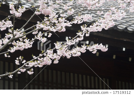 京都Imasuji櫻花風景 17519312