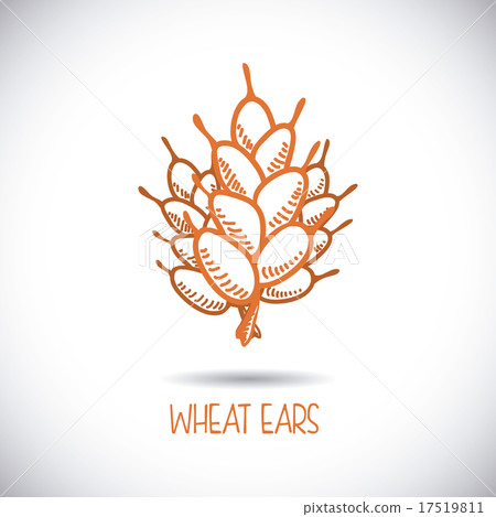 wheat ear 17519811