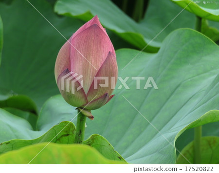 Bud of lotus 17520822