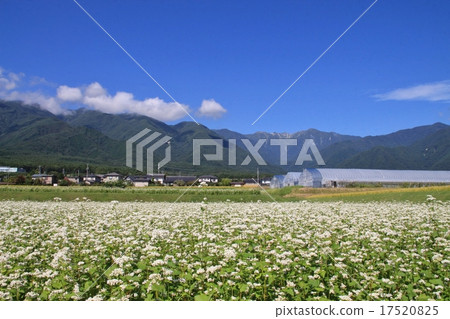 Buckwheat fields and Komagatake Buckwheat fields and Komagatake 17520825