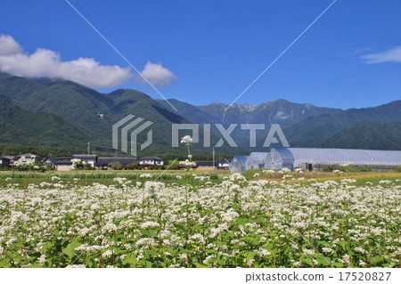 蕎麥田和Komagatake 蕎麥田和Komagatake 17520827