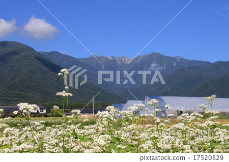 蕎麥田和Komagatake 17520829
