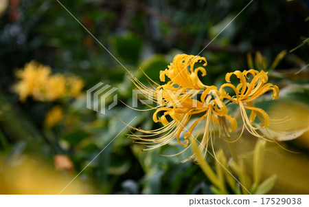 To the yellow haw banner wide To the yellow haw banner wide 17529038