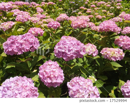 Hydrangea 17529994