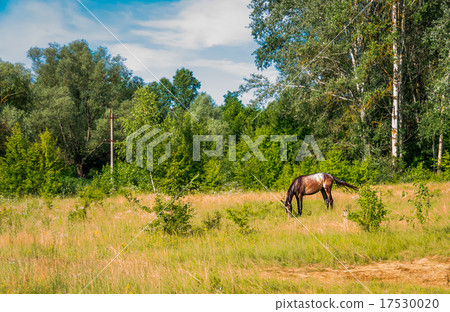 Grazing horses Grazing horses 17530020
