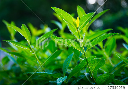 Sprouts of green tea  17530059