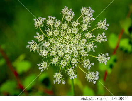 Beautiful cow parsnip Heracleum  17530061