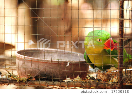 green parrot behind wire fence cage. green parrot behind wire fence cage. 17530518