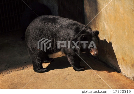Large bear with black fur at the zoo 17530519