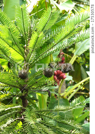 Wollemi Pine Wollemi Pine 17530578