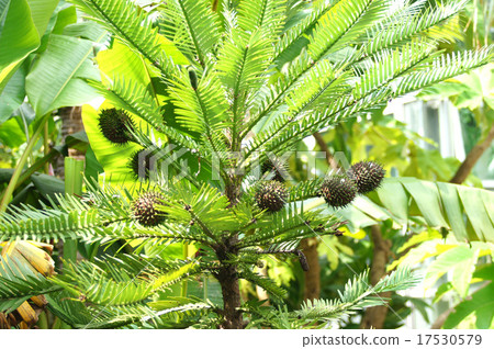 Wollemi Pine Wollemi Pine 17530579