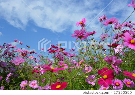Cosmos 17530590