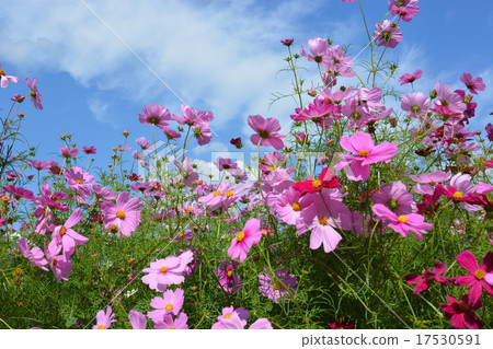 Cosmos Cosmos 17530591