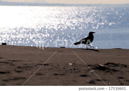 Crow Crow 17530601