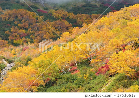 Autumn leaves Autumn color Tsugaike nature park Autumn leaves Autumn color Tsugaike nature park 17530612