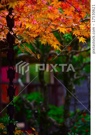 Elephant's maple Elephant's maple 17530621