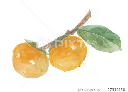 柿子牡蠣 柿子牡蠣 17530658