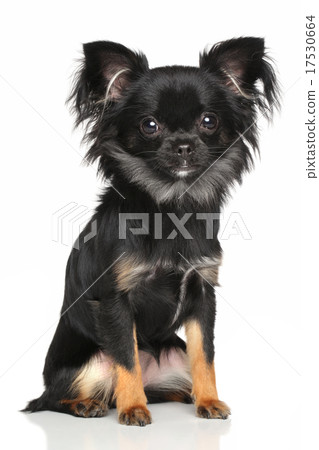 Long-Haired Chihuahua 17530664