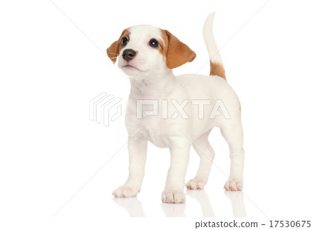 Jack Russell puppy 17530675