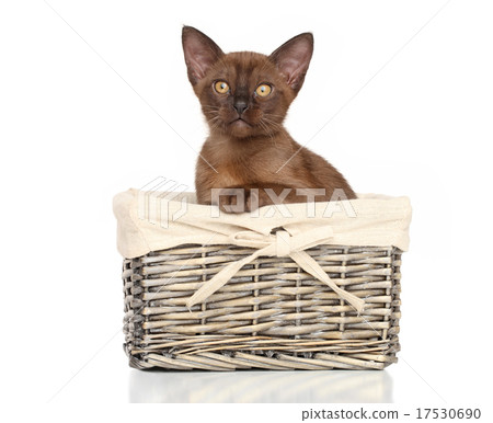 Burmese kitten in basket 17530690