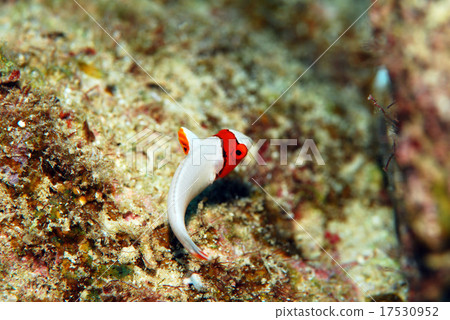 Young fish of Irobudai Young fish of Irobudai 17530952