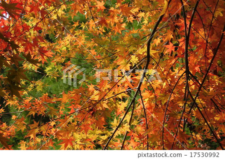 Maple autumn leaves maple 17530992