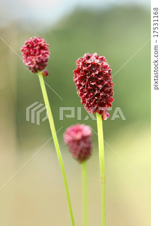Sanguisorba officinalis 17531168