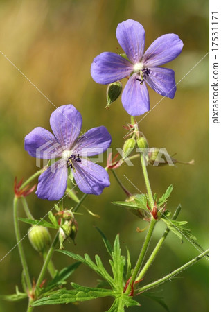 Geranium pratense 17531171