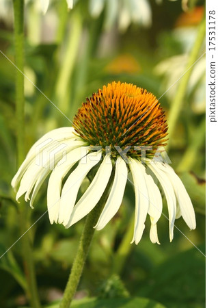 Echinacea purpurea 17531178